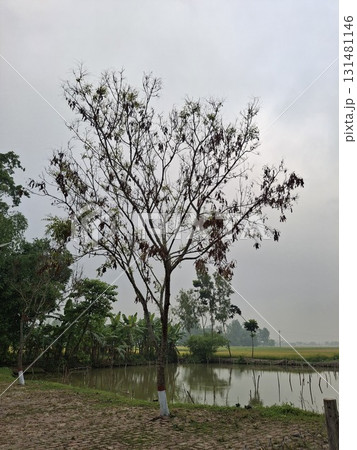 A solitary, bare-branched tree stands against a cloudy sky, overlooking a flooded field with distant greenery A solitary, bare-branched tree stands against a cloudy sky, overlooking a flooded field with distant greenery 131481146
