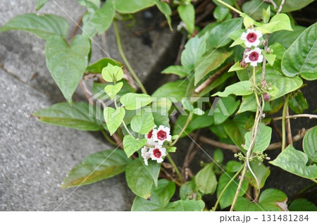 ヘクソカズラの釣鐘状の花 ヘクソカズラの釣鐘状の花 131481284