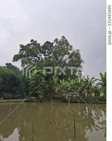 A serene natural landscape featuring lush green trees and vegetation reflected in the calm, murky water of a pond A serene natural landscape featuring lush green trees and vegetation reflected in the calm, murky water of a pond 131481691