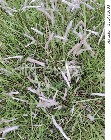 Close-up overhead view of green grass with delicate white seed heads scattered across the surface Close-up overhead view of green grass with delicate white seed heads scattered across the surface 131481693
