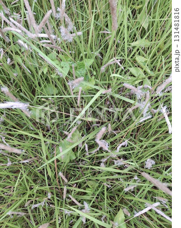 Close-up view of a spiderweb glistening with dew among blades of green grass and dry twigs 131481816
