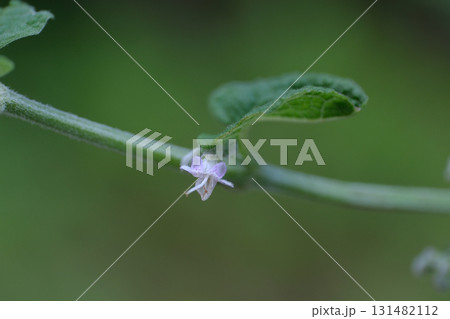 ヒキオコシの花 131482112