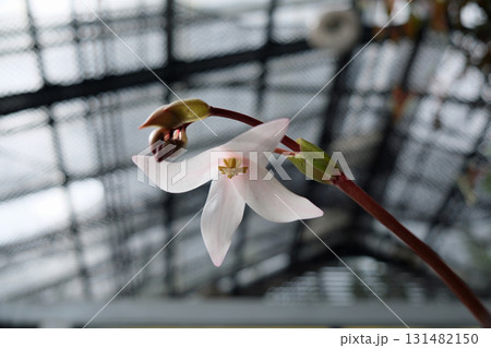 ヘリアンフォラの花 ヘリアンフォラの花 131482150
