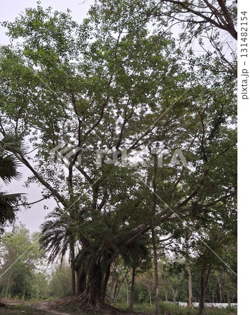 A large, leafy tree with branches reaching towards a cloudy sky, surrounded by other foliage 131482154