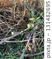 木の根と切り落とされた枝 131482695