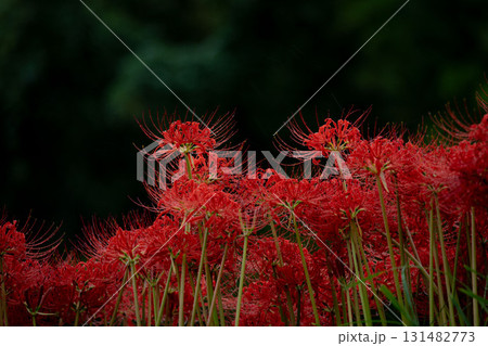 赤い彼岸花の共演 131482773