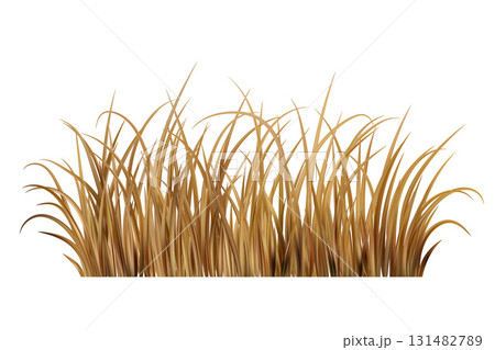 Dry brown grass. Yellow dead field plants on meadow. Prairie scene isolated on white background. Autumn realistic farm vegetation. 131482789