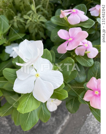 路肩に咲く日々草 131482842