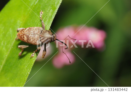 シギゾウムシの一種 シギゾウムシの一種 131483442
