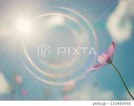 太陽の下で咲く秋のコスモスの花　逆光のレンズフレア 131483458