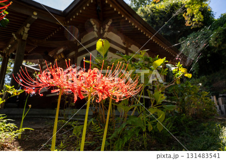 お寺 彼岸花 お寺 彼岸花 131483541