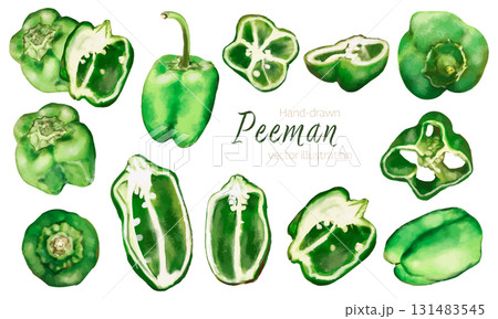 水彩で描いたピーマンのベクターイラスト 131483545