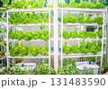 Hydroponic vegetable farming 131483590