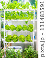 Hydroponic vegetable farming 131483591