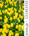 Colorful tulip background image 131483592