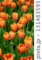 Colorful tulip 131483593