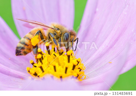 花粉まみれで蜜を吸うセイヨウミツバチ 131483691