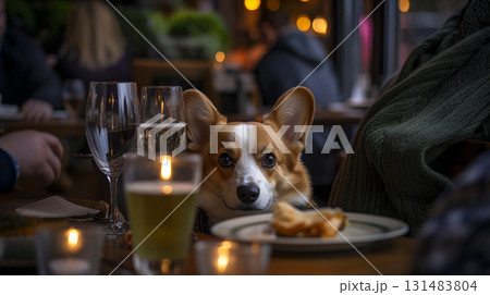 テーブルに乗った犬コーギー テーブルに乗った犬コーギー 131483804