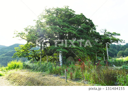 【氷見市 富山県指定天然記念物「長坂の大イヌグス」】 【氷見市 富山県指定天然記念物「長坂の大イヌグス」】 131484155