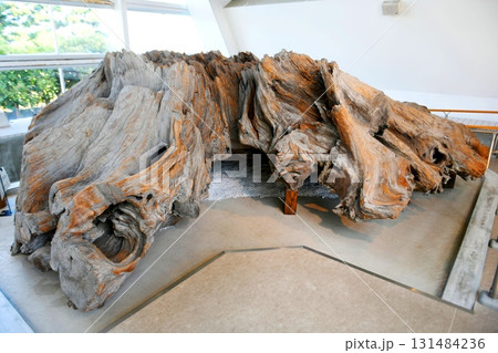 【魚津市　魚津埋没林博物館　国指定特別天然記念物「魚津埋没林」樹根】 131484236