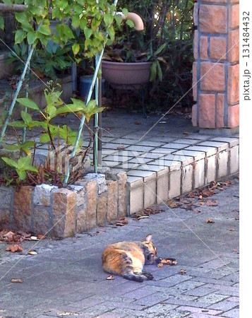 昼寝中の猫 【縦構図】 131484432