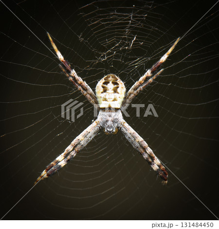 Orb Weaving Spider Orb Weaving Spider 131484450