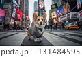 横断歩道を渡るコーギー 131484595