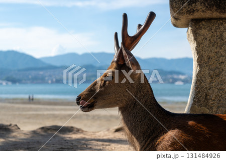 Wild deer resting by stone lantern on Miyajima beach, Japan 131484926