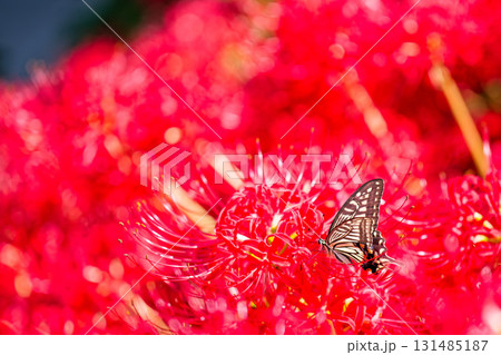 ヒガンバナに寄って来たナミアゲハ ヒガンバナに寄って来たナミアゲハ 131485187