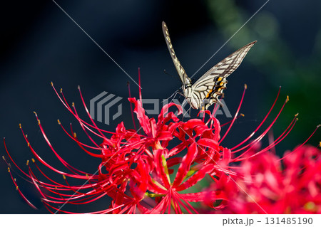 彼岸花とナミアゲハ 131485190