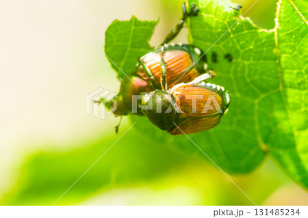 マメコガネ 131485234