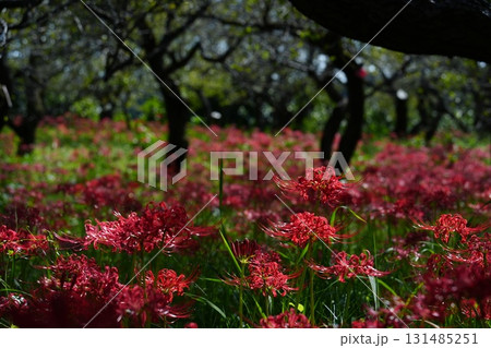 府中市郷土の森博物館　彼岸花 131485251