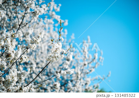 Blossoming Tree on Blue Sky 131485322