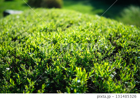 The green crown of the bush as a background The green crown of the bush as a background 131485326