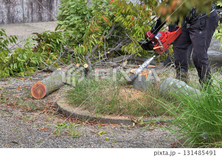 公園の樹木管理 伐採後の切り株の面取り作業 公園の樹木管理 伐採後の切り株の面取り作業 131485491