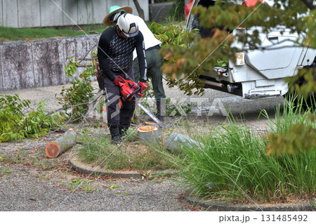 公園の樹木管理 伐採後の切り株の面取り作業 公園の樹木管理 伐採後の切り株の面取り作業 131485492