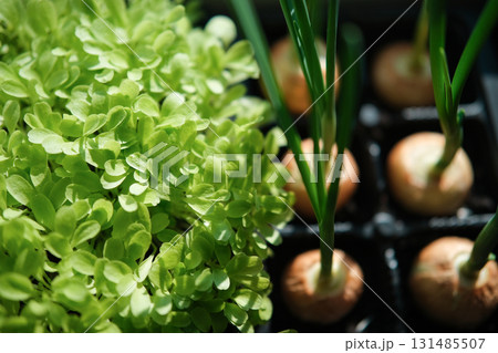 Growing greenery on the windowsill Growing greenery on the windowsill 131485507