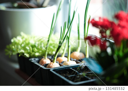 Growing greenery on the windowsill Growing greenery on the windowsill 131485532