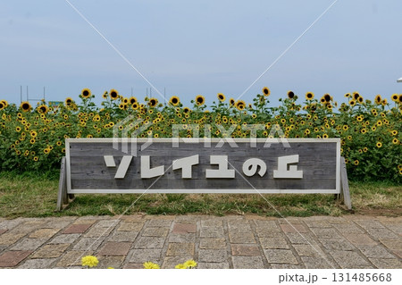 ソレイユの丘のひまわり花壇 131485668