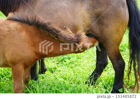 羊の行進 131485872