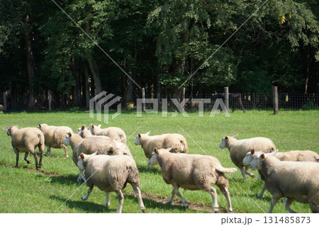 羊の行進 羊の行進 131485873