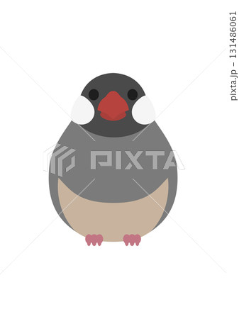 正面を向いているかわいい文鳥のベクターイラスト素材 131486061