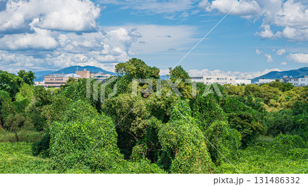 つる植物に覆われた木津川河川敷の木々 京都府八幡市 つる植物に覆われた木津川河川敷の木々 京都府八幡市 131486332