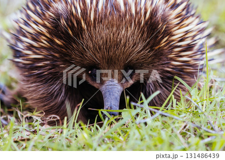 Echidna in Guerilla Bay in Australia 131486439