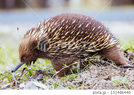 Echidna in Guerilla Bay in Australia Echidna in Guerilla Bay in Australia 131486440