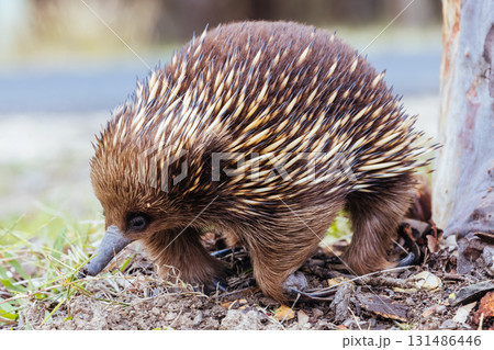 Echidna in Guerilla Bay in Australia 131486446