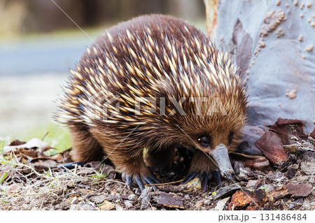 Echidna in Guerilla Bay in Australia Echidna in Guerilla Bay in Australia 131486484