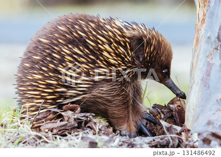Echidna in Guerilla Bay in Australia 131486492
