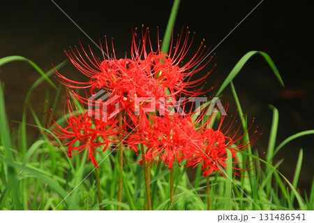 川沿いに咲く秋の赤い彼岸花 131486541