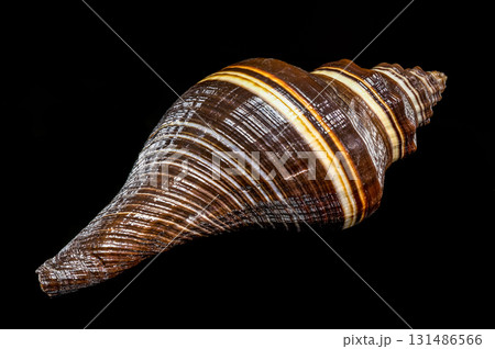 Dark Brown and White Striped Spiral Melongena Shell on Black Background 131486566